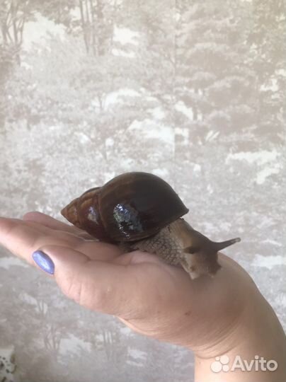 Улитки ахатины