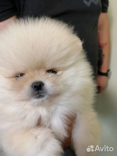 Померанский шпиц