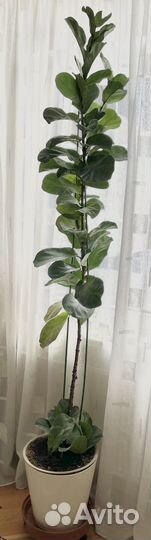Фикус лирата 190 см