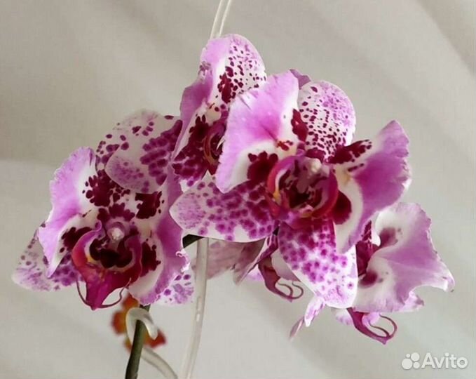 Орхидея фаленопсис бабочка