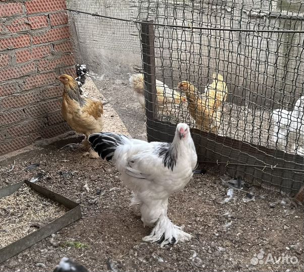 Петухи брама