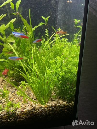 Для аквариума