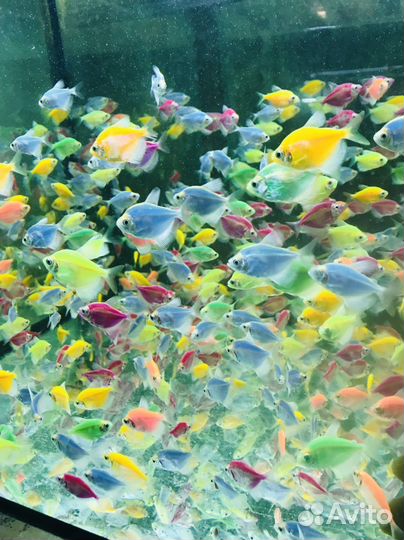 Аквариумные рыбки