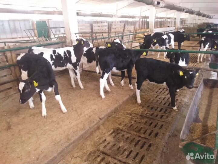 Телята бычки