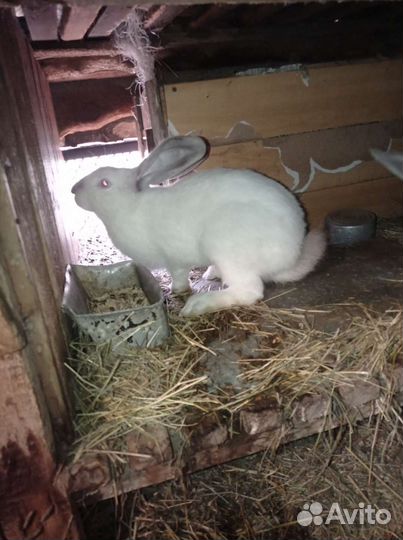 Кролики серый великан