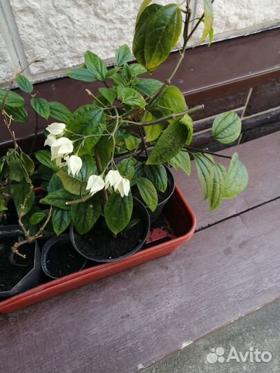 Клеродендрум