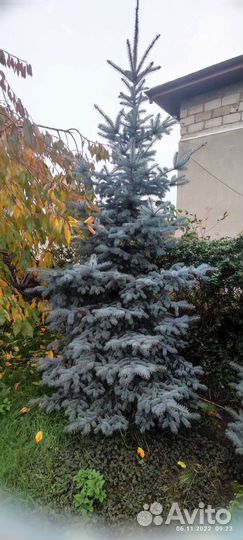 Ель голубая