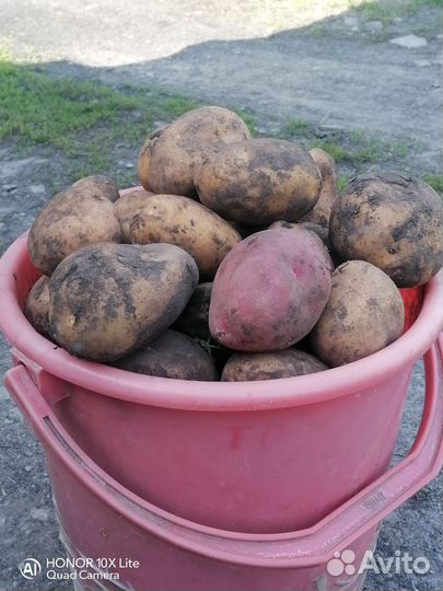 Продам картофель домашний