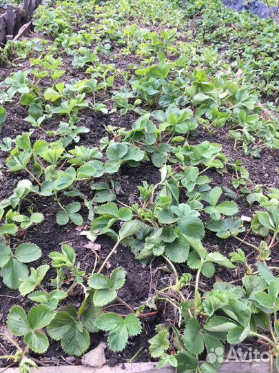 Рассада садовой земляники(клубники)