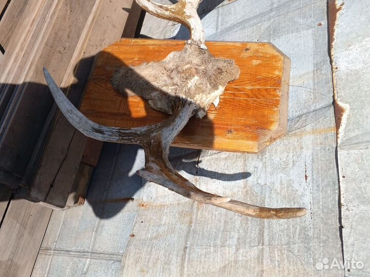 Продам рога лося