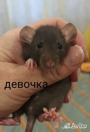 Крысята
