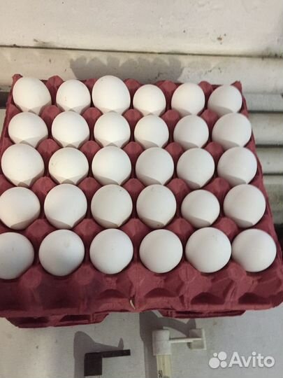 Яйцо домашнее