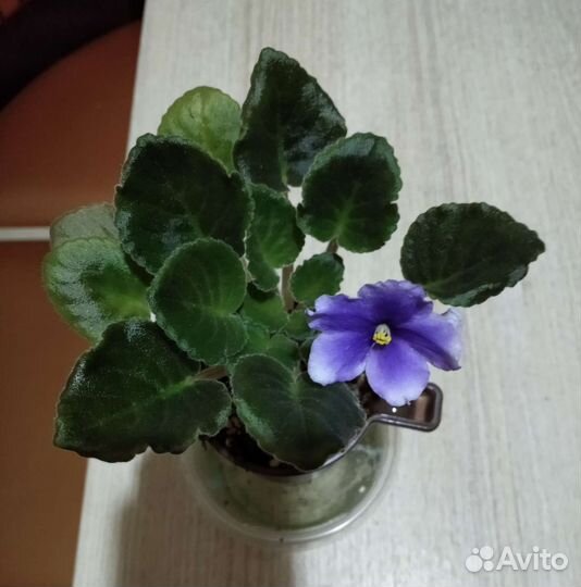 Цветущая фиалка