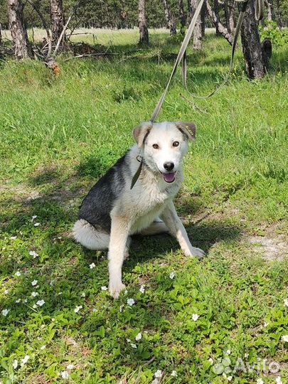 Халва ищет свой дом