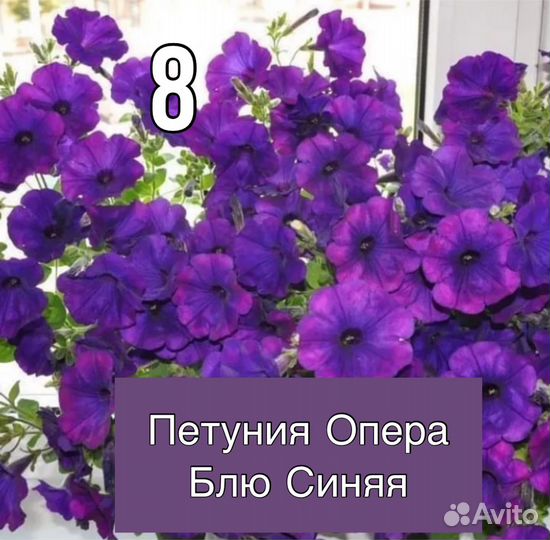 Петуния ампельная Опера