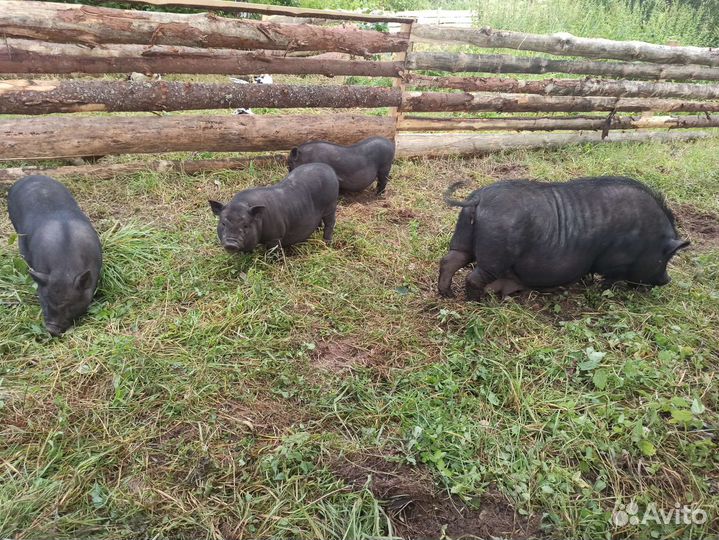 Вьетнамские вислобрюхие поросята