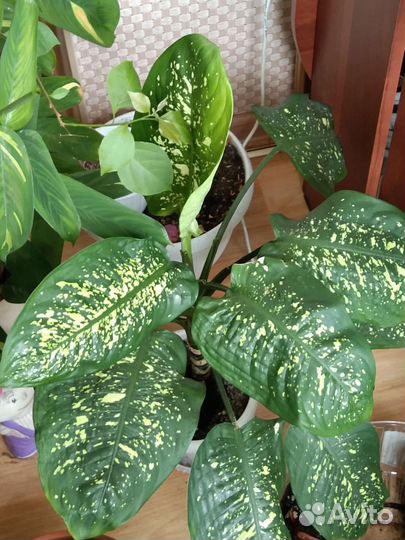 Диффенбахия