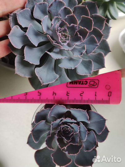 Суккуленты