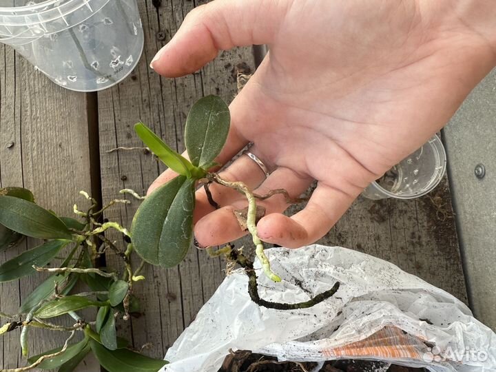 Орхидея детка