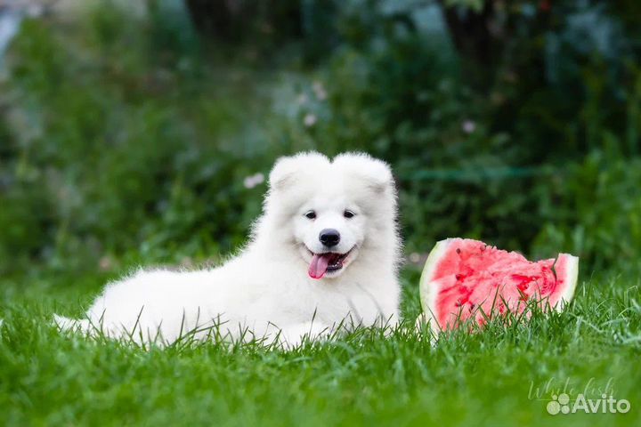 Самоедская лайка