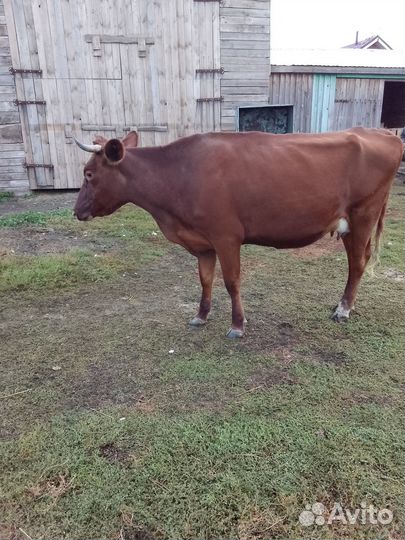 Корова дойная