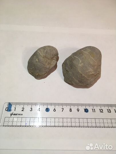 Грифеи древние окаменелости