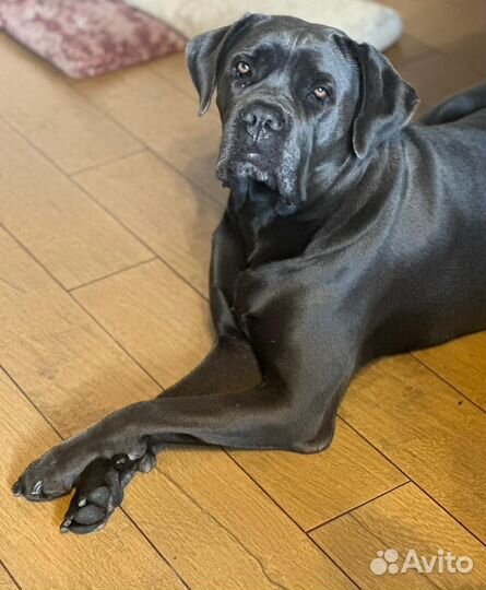 Щенки кане Корсо