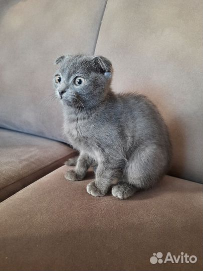 Котята в добрые руки мальчики