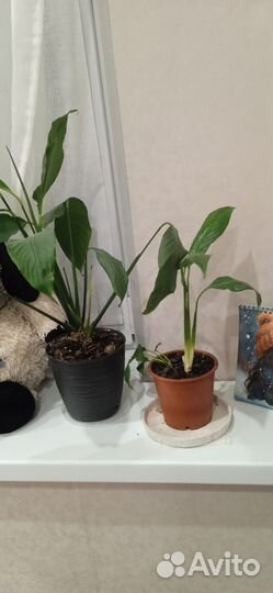 Спатифиллум