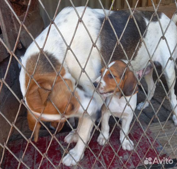 Щенок Русской Пегой Гончей
