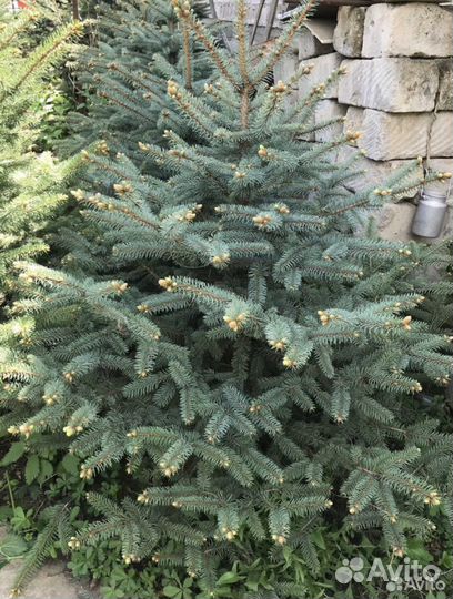 Голубые и зеленые ели