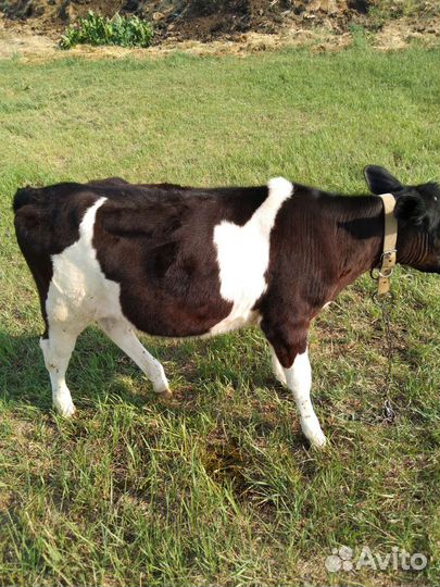 Телочка 4 месяца