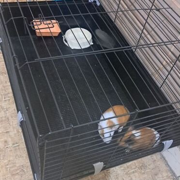 Морская свинка с клеткой