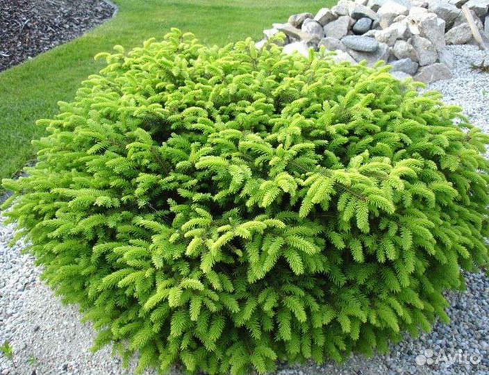 Ель нидиформис