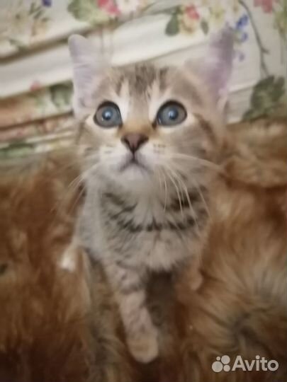 Бесплатно котенок Гав