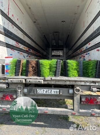 Зкс Сосна сеянцы Ели Лиственницы окс Голуб Горная