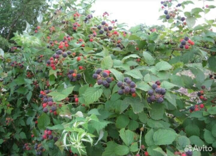 Ежемалина Кумберленд