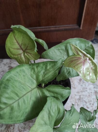 Сансевиерия Футура,Комнатные растения