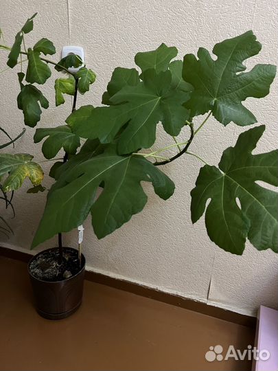 Инжирное дерево