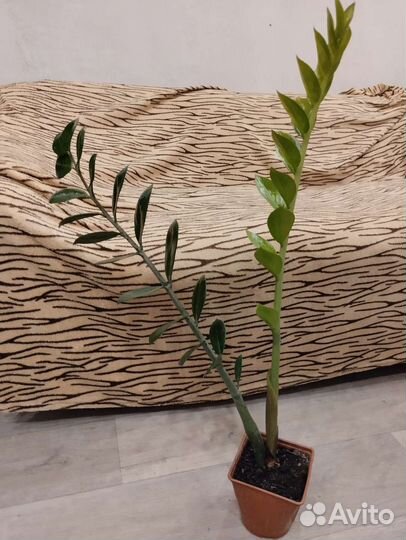 Замиокулькас