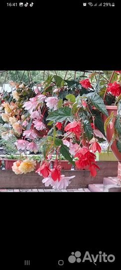 Бегонии Беллеконии