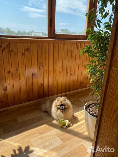 Малый немецкий Шпиц- вязка (девочка)