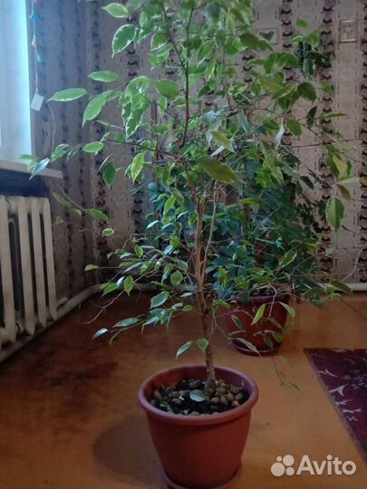 Комнатные растения цветы большие