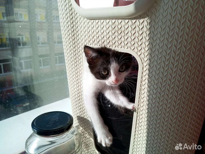 Отдам бесплатно