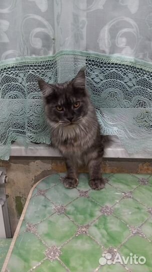 Кот мейн-кун