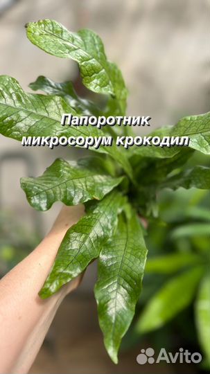 Папоротник