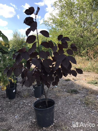 Черемуха вергинская