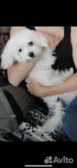 Щенки мальтезе