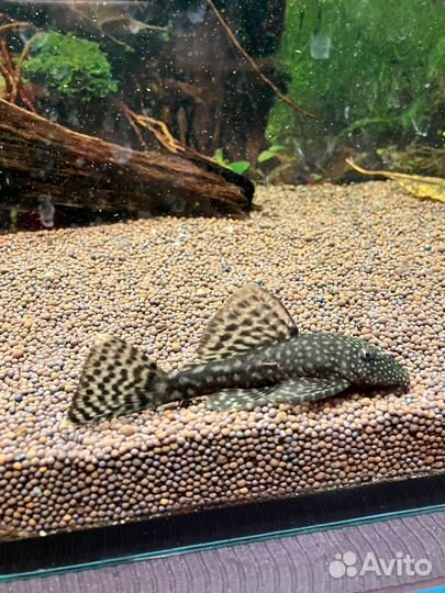 Сомики анциструсы