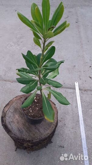 Питтоспорум (смолосемянник)